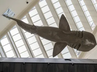 Hrvatski prirodoslovni muzej, Zagreb