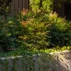 Krajobrazno uređenje, Park Kneževa, nandina