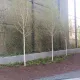 Park Kneževa, krajobrazno uređenje, zeleni zid