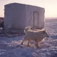Sibir